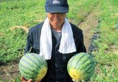 The farmer is planted watermelon, fertilize so, ca
