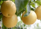 Does the fruit such as pear want to be stationed in business to exceed a sale? Nutrient composition
