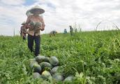 Blame an elephant this year, watermelon high yield