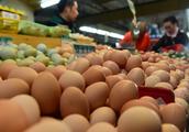 Egg price rises considerably: Trade price already
