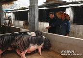 "Beautiful pig celebrity " farming gold situatio