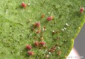 Red spider is hit not dead, prevent and cure with 